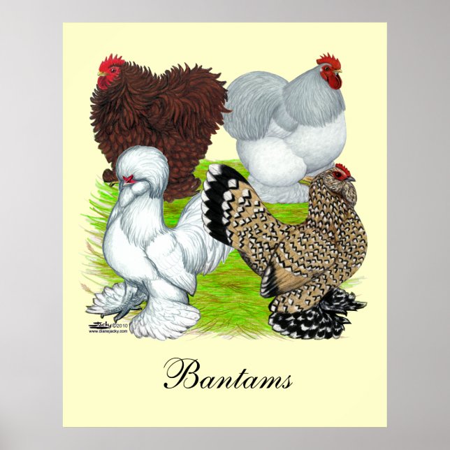Bantams Feather Legged Poster (Front)