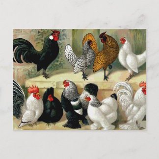 "Bantams" Vintage Illustration Postcard