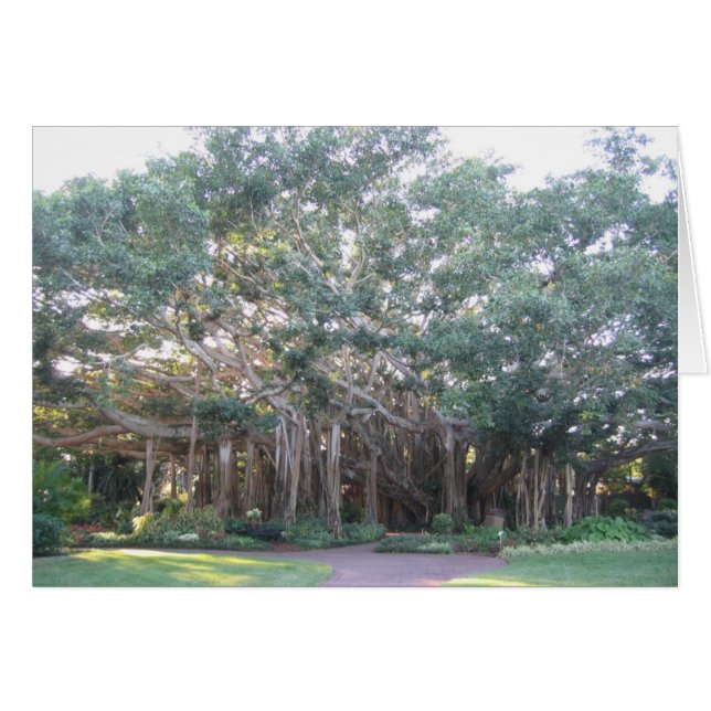 Banyan Tree (Front Horizontal)