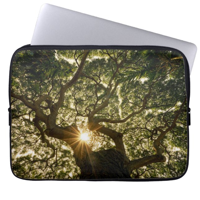 Banyan Tree Canopy Sunstar Laptop Sleeve (Front)
