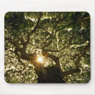 Banyan Tree Canopy Sunstar Mouse Mat