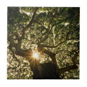 Banyan Tree Canopy Sunstar Tile