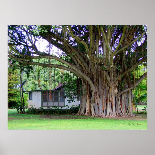 Banyan Tree Cottage Poster (Front)