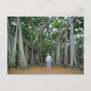 Banyan Tree Edison & Ford Estate Ft Myers Florida Postcard