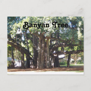 Banyan Tree Postcard