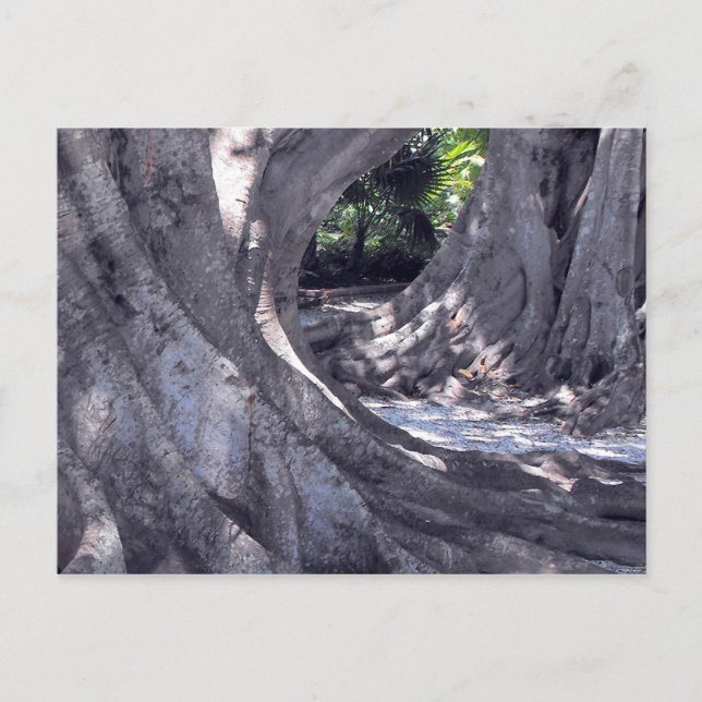 Banyan Trees Postcard (Front)