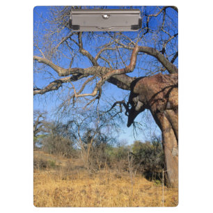 Baobab (Adansonia Digitata), Kruger National Clipboard