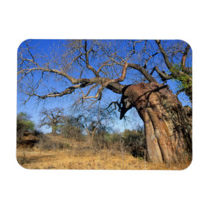 Baobab (Adansonia Digitata), Kruger National Magnet
