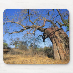 Baobab (Adansonia Digitata), Kruger National Mouse Mat