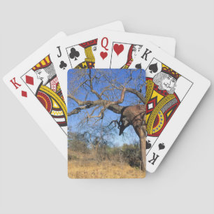 Baobab (Adansonia Digitata), Kruger National Playing Cards