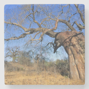 Baobab (Adansonia Digitata), Kruger National Stone Coaster
