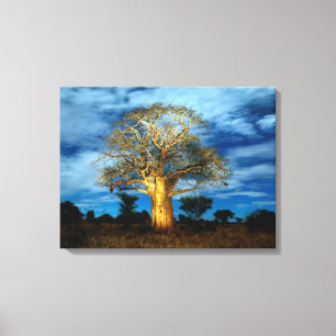 Baobab (Adansonia) Tree Light Up By The Moon Canvas Print