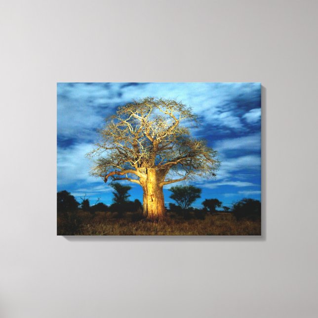 Baobab (Adansonia) Tree Light Up By The Moon Canvas Print (Front)