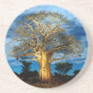 Baobab (Adansonia) Tree Light Up By The Moon Coaster