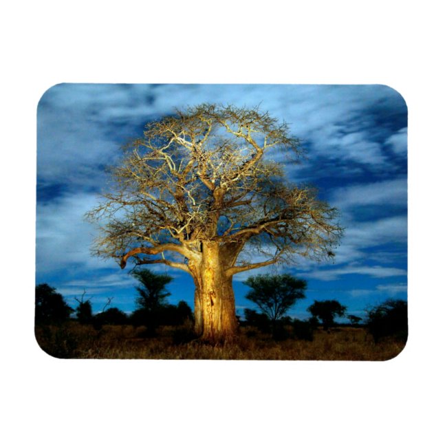 Baobab (Adansonia) Tree Light Up By The Moon Magnet (Horizontal)