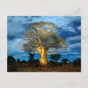 Baobab (Adansonia) Tree Light Up By The Moon Postcard