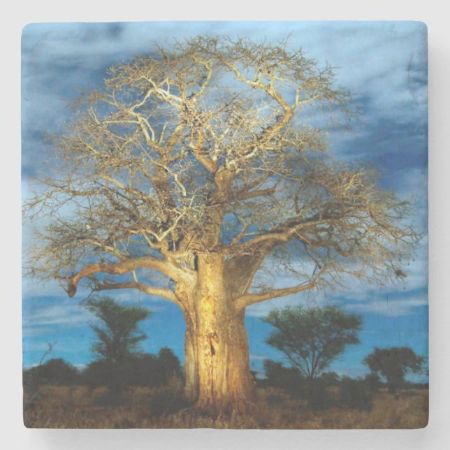 Baobab (Adansonia) Tree Light Up By The Moon Stone Coaster (Front)