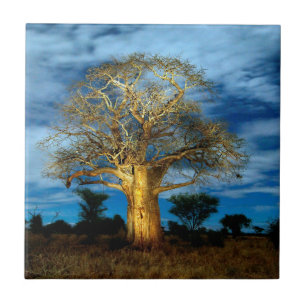 Baobab (Adansonia) Tree Light Up By The Moon Tile