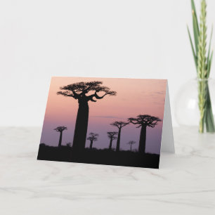 Baobab Alley', Madagascar, Morondava, Africa, Card