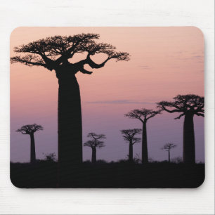 Baobab Alley', Madagascar, Morondava, Africa, Mouse Mat