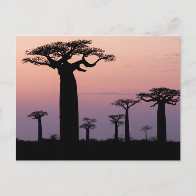 Baobab Alley', Madagascar, Morondava, Africa, Postcard (Front)