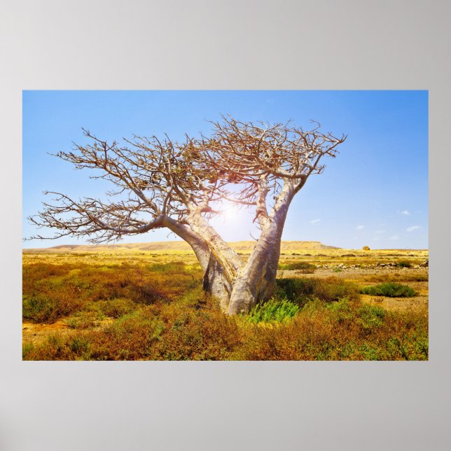 Baobab Poster (Front)