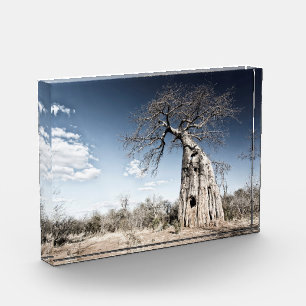 Baobab Tree at Mana Pools National Park Photo Block