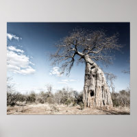 Baobab Tree at Mana Pools National Park Photo