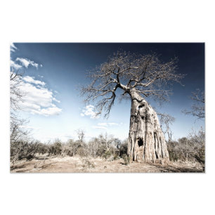 Baobab Tree at Mana Pools National Park, Zimbabwe Photo Print