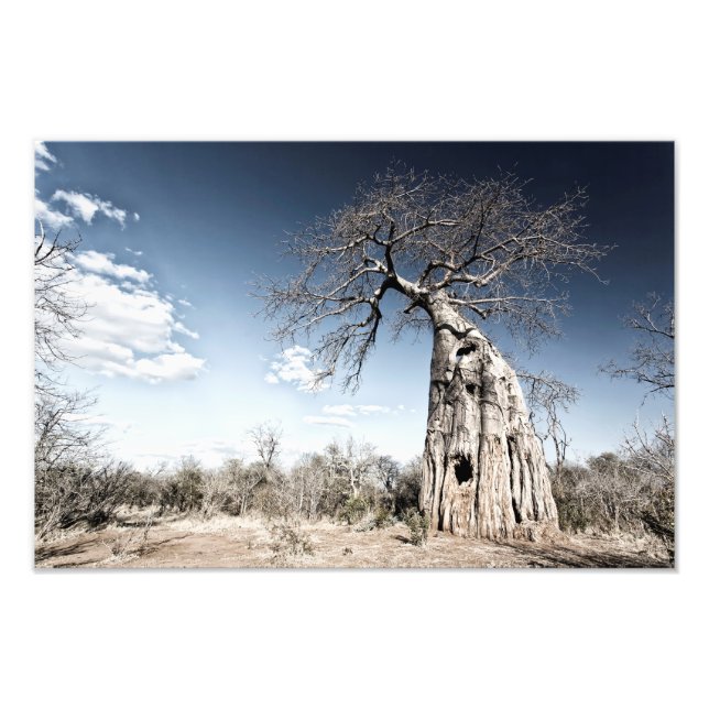 Baobab Tree at Mana Pools National Park, Zimbabwe Photo Print (Front)