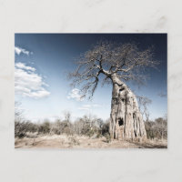 Baobab Tree at Mana Pools National Park, Zimbabwe
