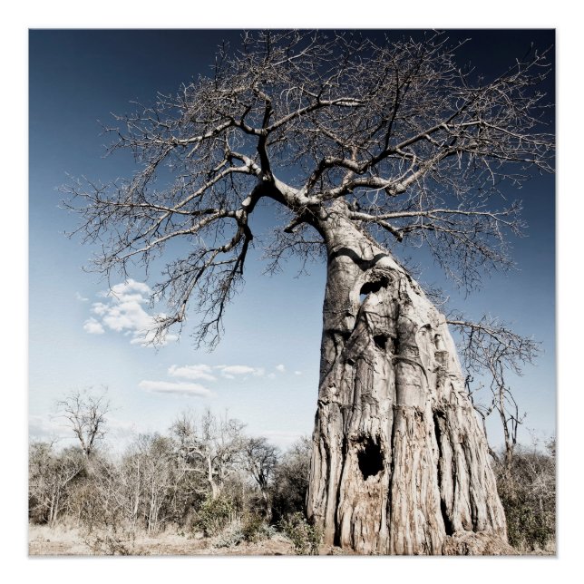 Baobab Tree at Mana Pools National Park, Zimbabwe Poster (Front)