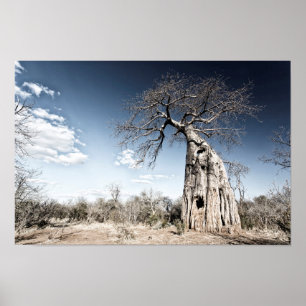 Baobab Tree at Mana Pools National Park, Zimbabwe Poster