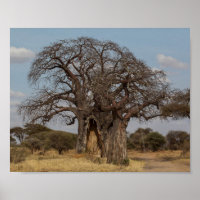 Baobab Tree From Tanzania.