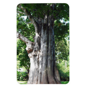 Baobab Tree Photo Magnet