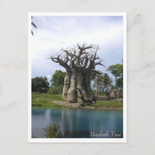 Baobab Tree Postcard