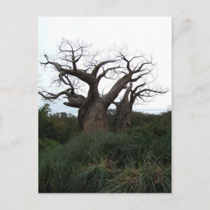 Baobab Tree Postcard