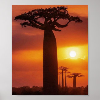 baobab tree poster