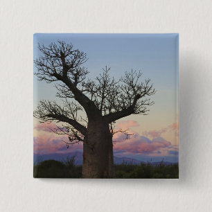 Baobab trees, Berenty, Toliara, Madagascar 15 Cm Square Badge