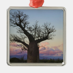Baobab trees, Berenty, Toliara, Madagascar Metal Tree Decoration