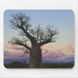 Baobab trees, Berenty, Toliara, Madagascar Mouse Mat