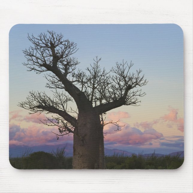 Baobab trees, Berenty, Toliara, Madagascar Mouse Mat (Front)