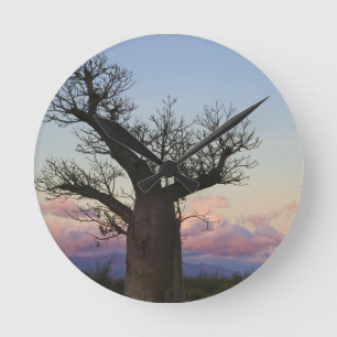 Baobab trees, Berenty, Toliara, Madagascar Round Clock