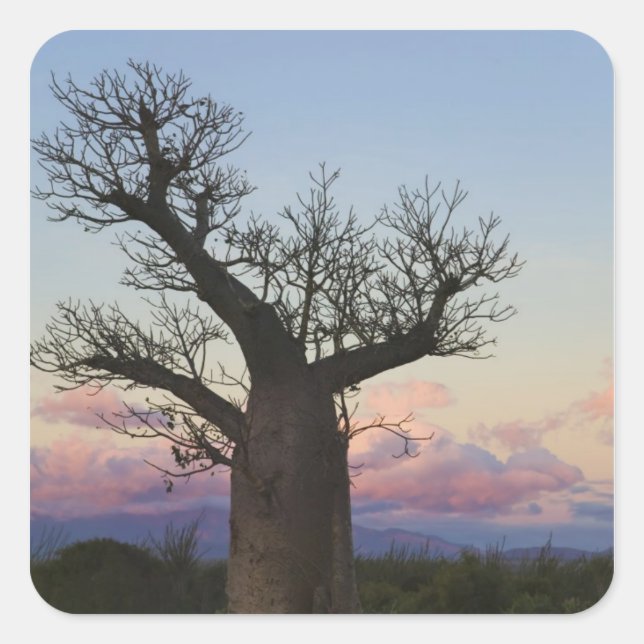 Baobab trees, Berenty, Toliara, Madagascar Square Sticker (Front)