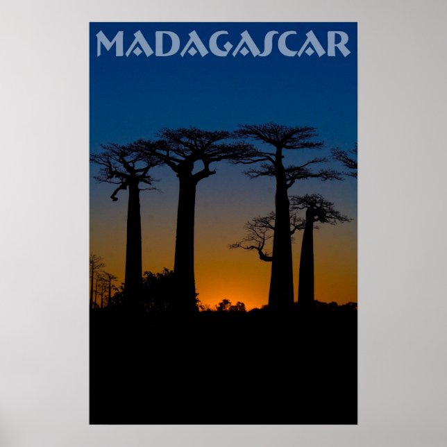 Baobabs de Madagascar Poster (Front)