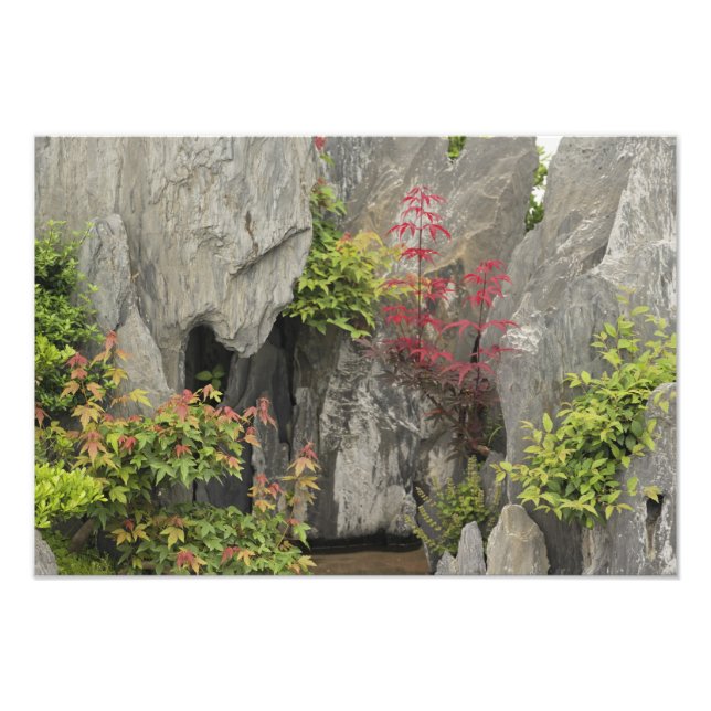 Bao's family garden, Huangshan, China. Photo Print (Front)