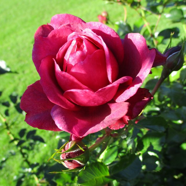 BAR-127 Mug (Creator Uploaded)