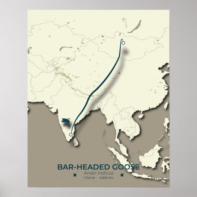 Bar-headed Goose Migration Map – Minimalist Poster (Front)