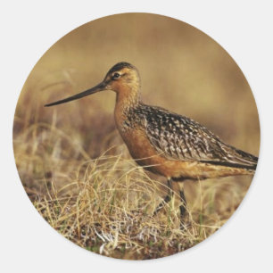 Bar-Tailed Godwit on Tundra Classic Round Sticker