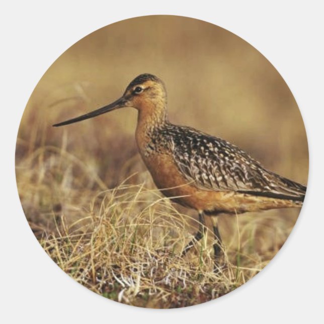 Bar-Tailed Godwit on Tundra Classic Round Sticker (Front)